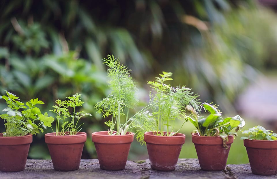 Fines herbes